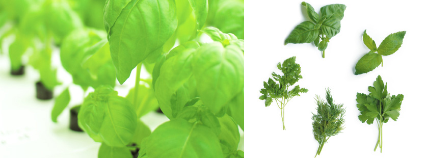 ピュアリバーベジ Pure River Vege